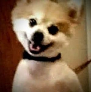 Meet your Posher, Kelly